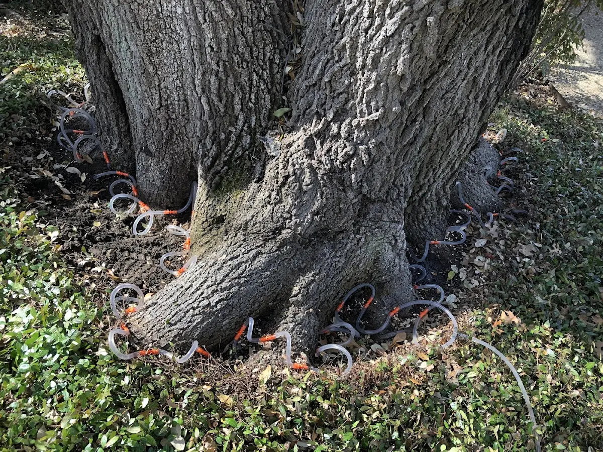 Detailed Tree Cabling and Bracing job site in Elbe